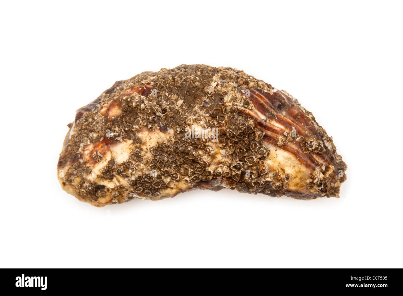 Grand oyster isolated on a white background studio. Banque D'Images Grand oyster isolated on a white background studio. Banque D'Images