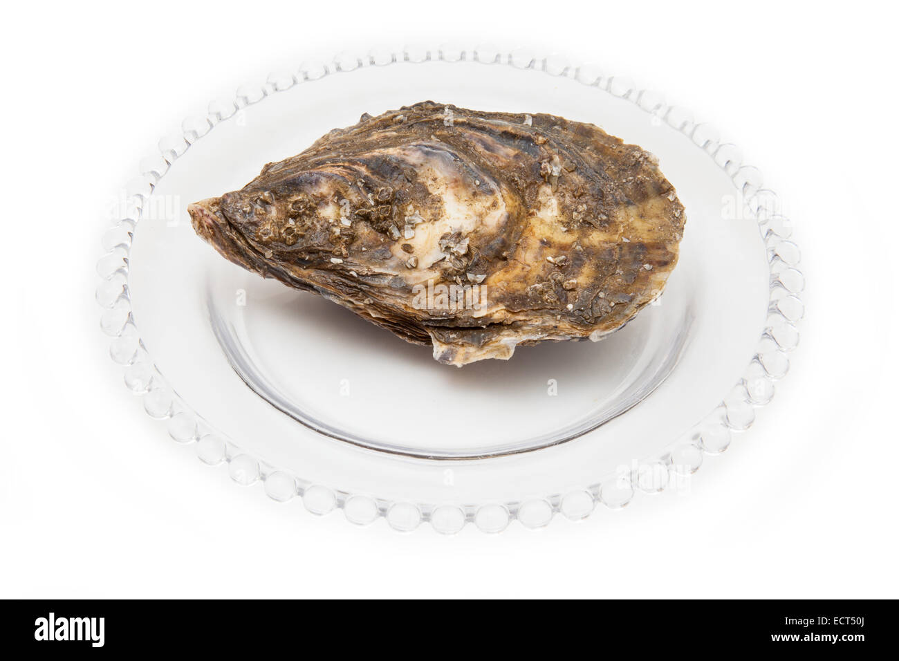 Grand oyster isolated on a white background studio. Banque D'Images Grand oyster isolated on a white background studio. Banque D'Images