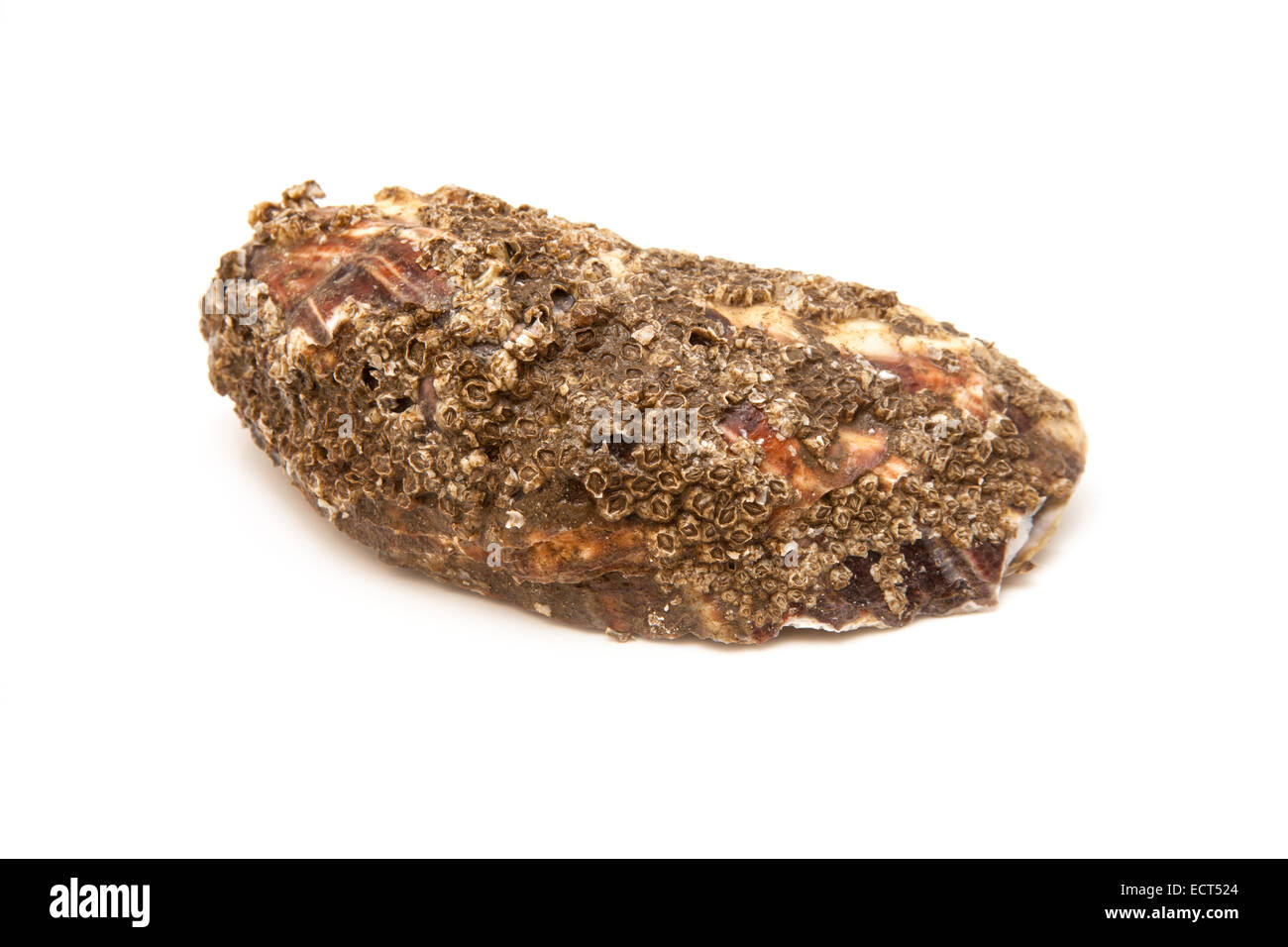 Grand oyster isolated on a white background studio. Banque D'Images Grand oyster isolated on a white background studio. Banque D'Images