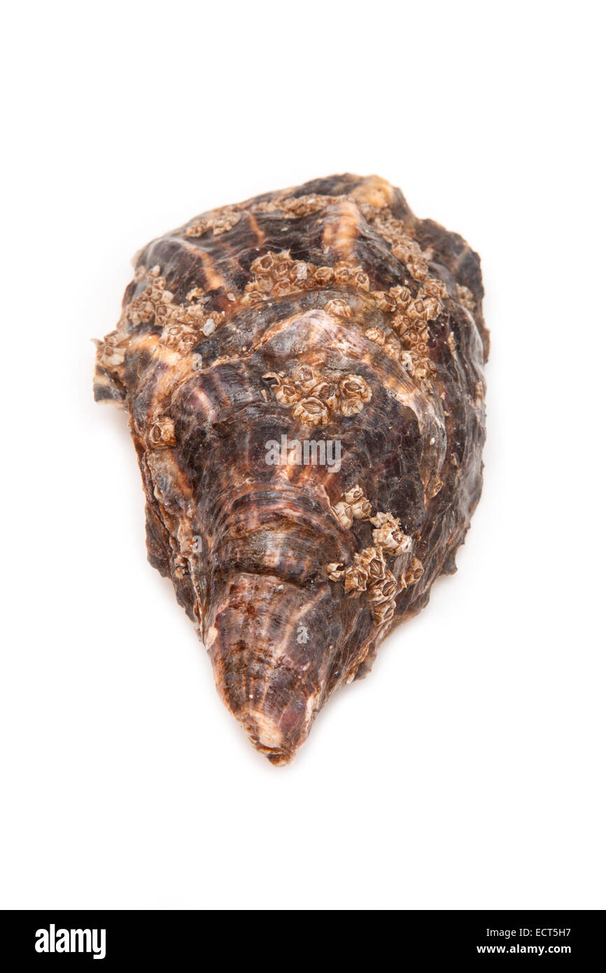Grand oyster isolated on a white background studio. Banque D'Images Grand oyster isolated on a white background studio. Banque D'Images