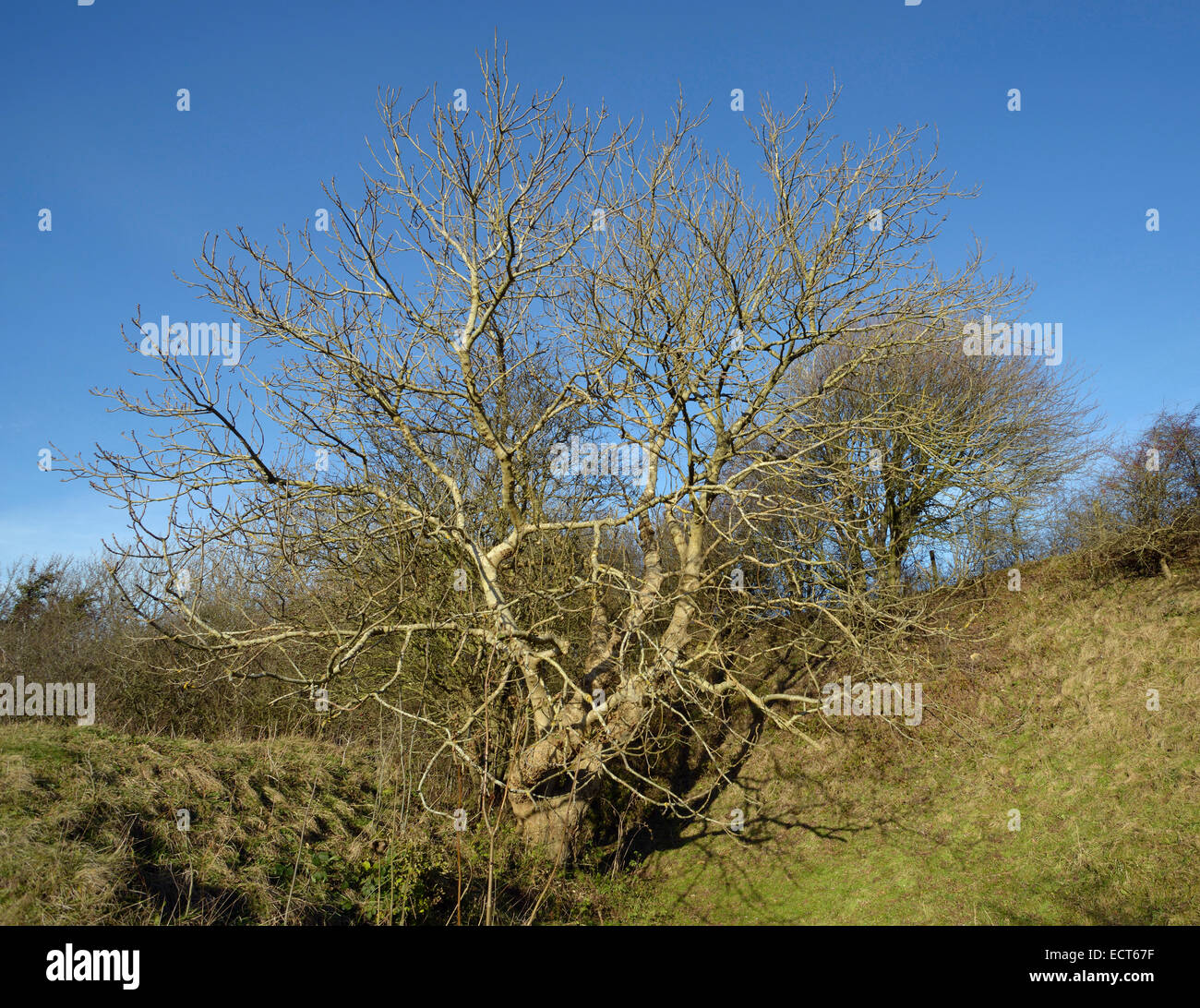 Frêne, Arbre en hiver - Fraxinus excelsior Banque D'Images