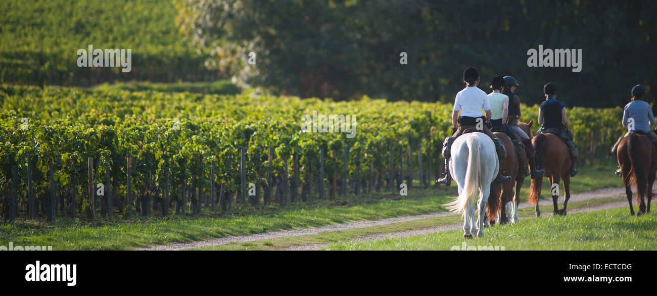 Equitation - balade à cheval dans le vignoble de Bordeaux Banque D'Images