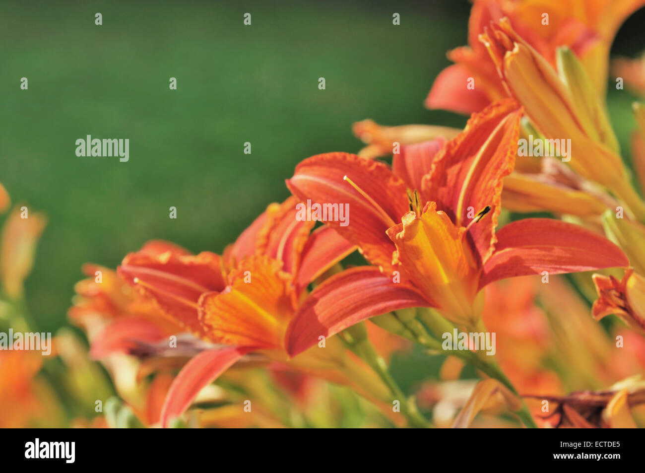 Et belle journée colorée orange lily sur fond vert Banque D'Images