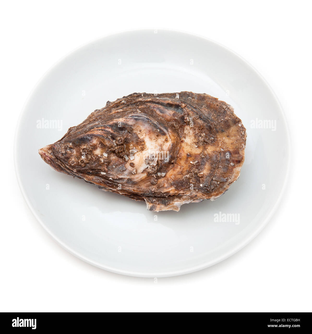 Grand oyster isolated on a white background studio. Banque D'Images Grand oyster isolated on a white background studio. Banque D'Images