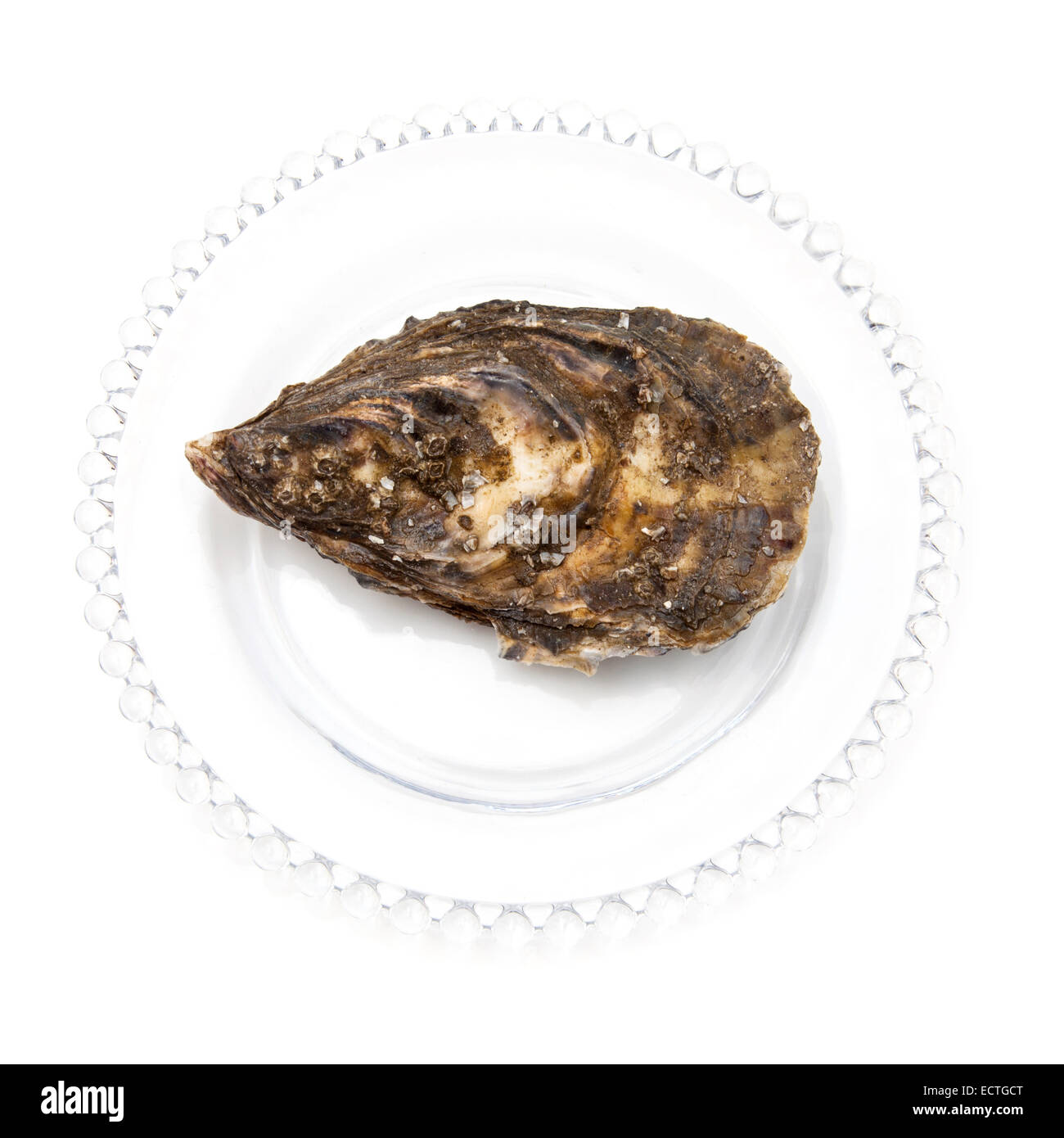 Grand oyster isolated on a white background studio. Banque D'Images Grand oyster isolated on a white background studio. Banque D'Images