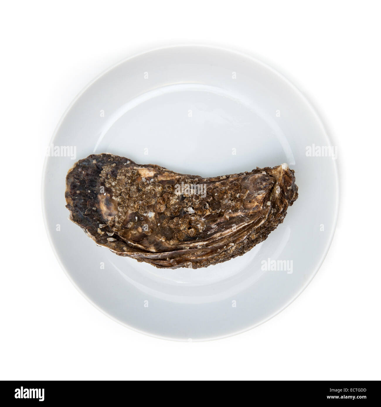 Grand oyster isolated on a white background studio. Banque D'Images Grand oyster isolated on a white background studio. Banque D'Images