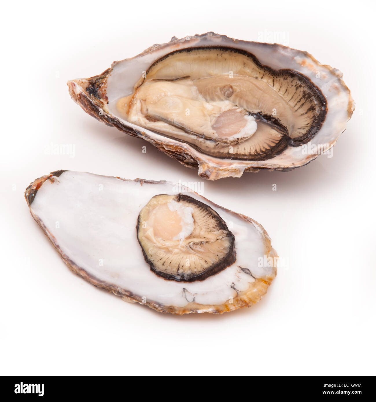 Grand les huîtres crues isolated on a white background studio. Banque D'Images Grand les huîtres crues isolated on a white background studio. Banque D'Images