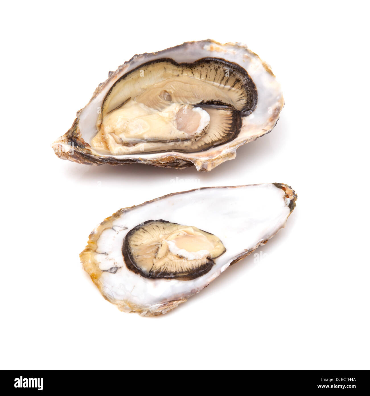 Grand les huîtres crues isolated on a white background studio. Banque D'Images Grand les huîtres crues isolated on a white background studio. Banque D'Images
