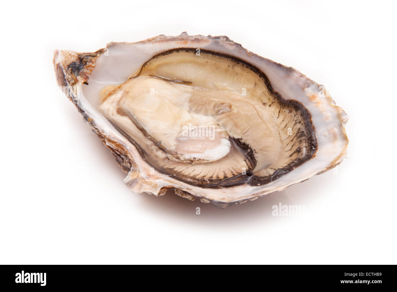 Grand les huîtres crues isolated on a white background studio. Banque D'Images Grand les huîtres crues isolated on a white background studio. Banque D'Images