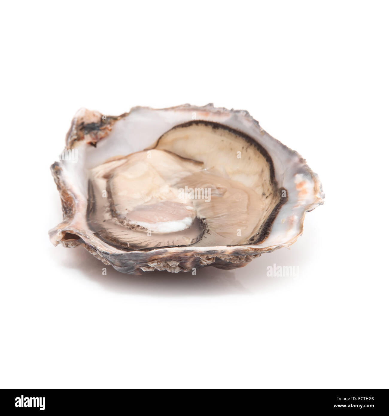 Grand les huîtres crues isolated on a white background studio. Banque D'Images Grand les huîtres crues isolated on a white background studio. Banque D'Images