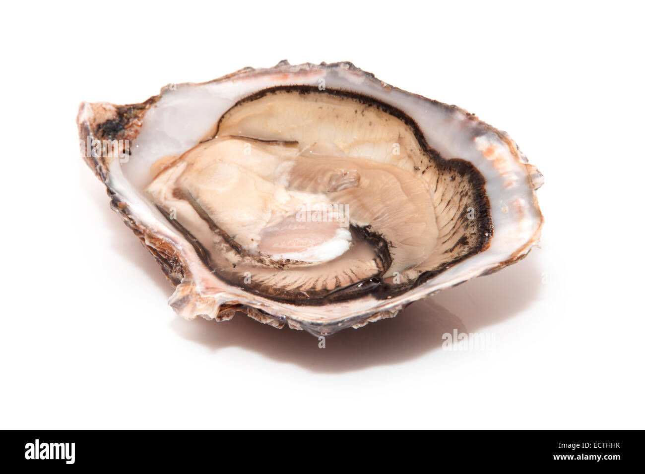 Grand les huîtres crues isolated on a white background studio. Banque D'Images Grand les huîtres crues isolated on a white background studio. Banque D'Images