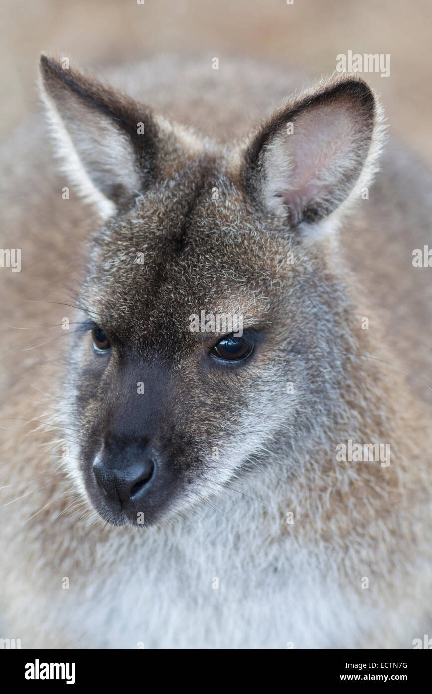 Royaume-uni, le zoo de Whipsnade, le wallaby, libre. Banque D'Images