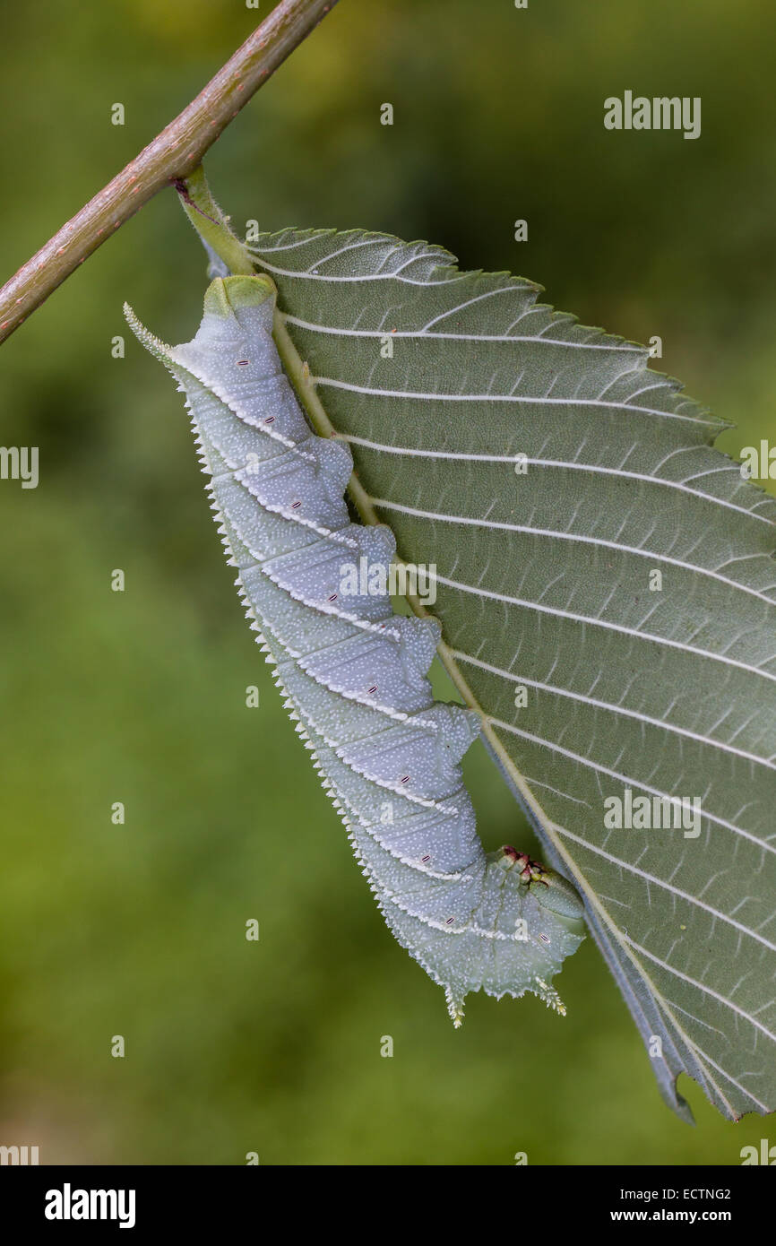 Sphinx de l'orme (Ceratomia amyntor) larve sur Elm. Remarque l'incroyable ressemblance de la chenille et les marquages des feuilles et des veines. Banque D'Images