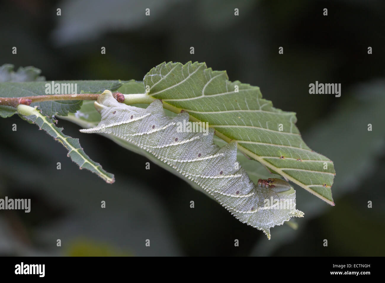 Sphinx de l'orme (Ceratomia amyntor) larve sur Elm. Remarque l'incroyable ressemblance de la chenille et les marquages des feuilles et des veines. Banque D'Images