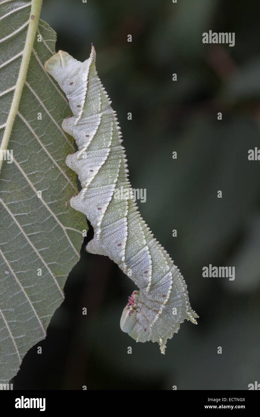Sphinx de l'orme (Ceratomia amyntor) larve sur Elm. Remarque l'incroyable ressemblance de la chenille et les marquages des feuilles et des veines. Banque D'Images