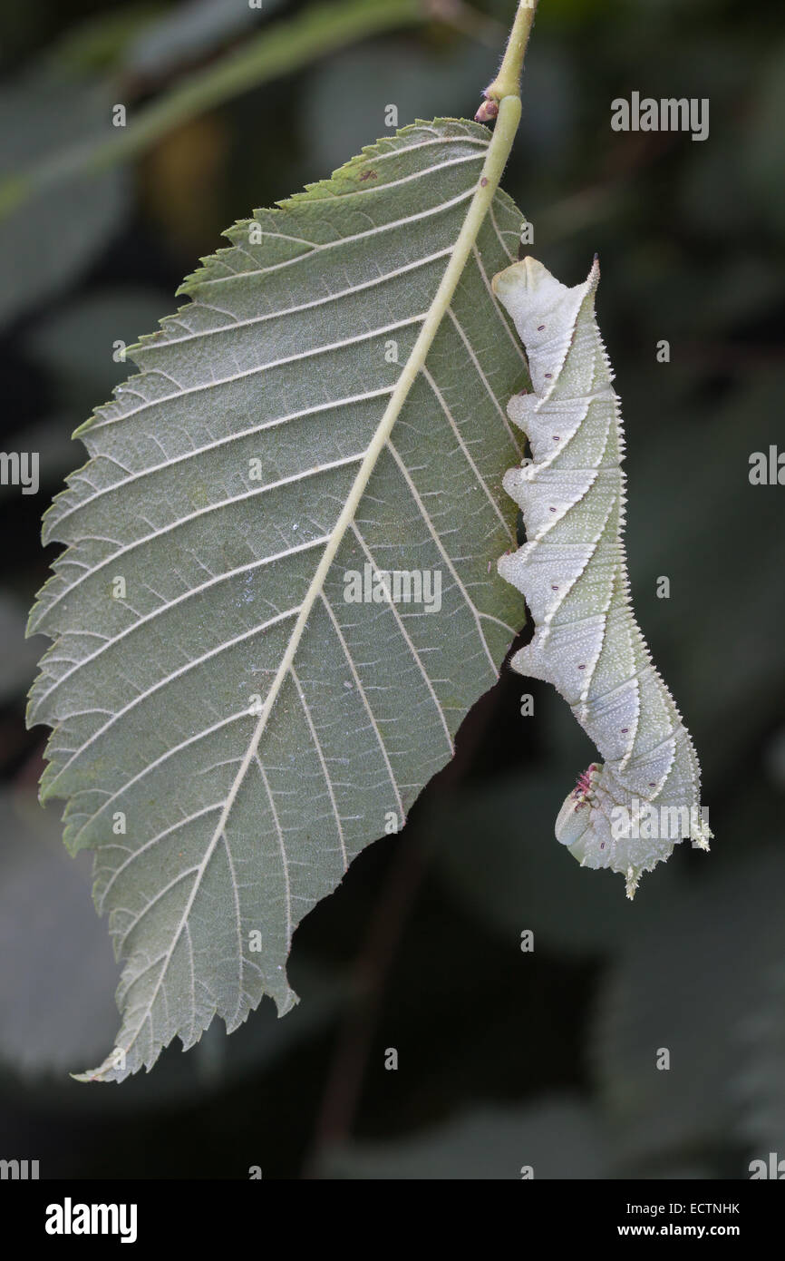 Sphinx de l'orme (Ceratomia amyntor) larve sur Elm. Remarque l'incroyable ressemblance de la chenille et les marquages des feuilles et des veines. Banque D'Images