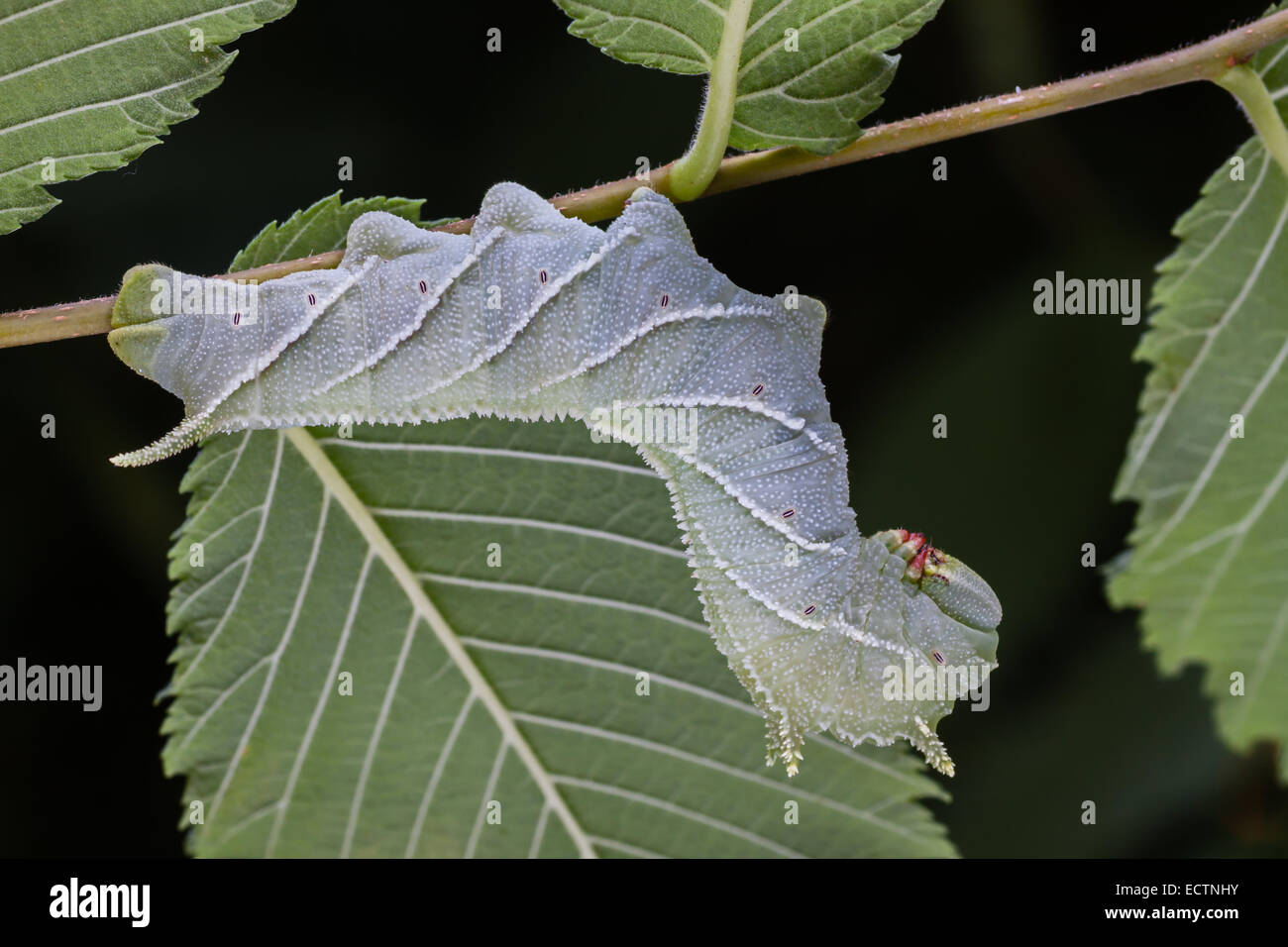 Sphinx de l'orme (Ceratomia amyntor) larve sur Elm. Remarque l'incroyable ressemblance de la chenille et les marquages des feuilles et des veines. Banque D'Images
