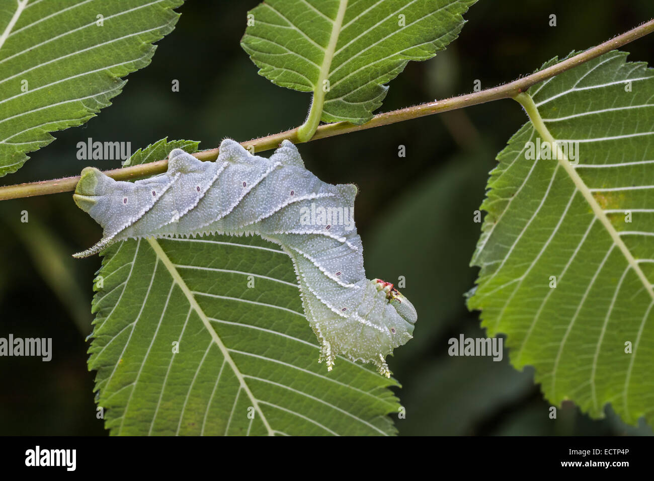 Sphinx de l'orme (Ceratomia amyntor) larve sur Elm. Remarque l'incroyable ressemblance de la chenille et les marquages des feuilles et des veines. Banque D'Images