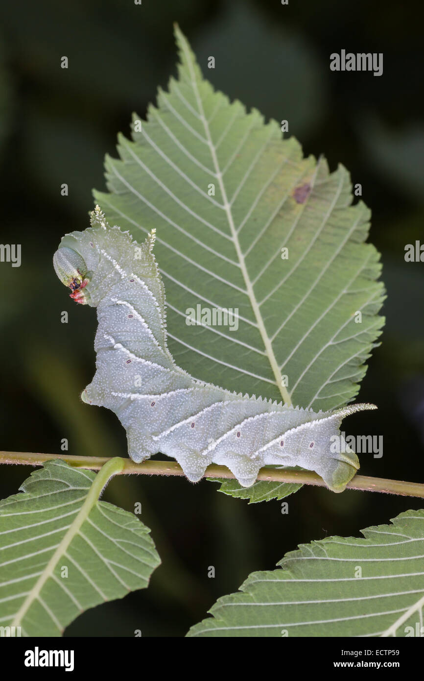 Sphinx de l'orme (Ceratomia amyntor) larve sur Elm. Remarque l'incroyable ressemblance de la chenille et les marquages des feuilles et des veines. Banque D'Images