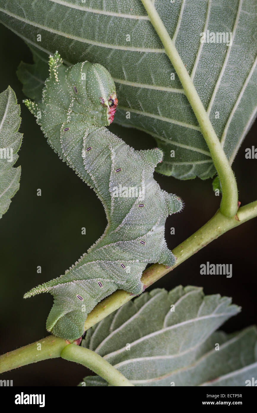 Sphinx de l'orme (Ceratomia amyntor) larve sur Elm. Remarque l'incroyable ressemblance de la chenille et les marquages des feuilles et des veines. Banque D'Images