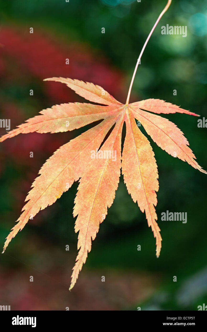 Acer palmatum - érable japonais - Westonbirt Arboretum Banque D'Images