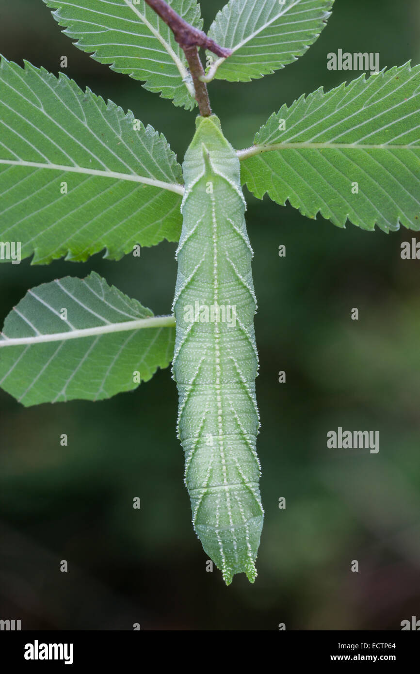 Sphinx de l'orme (Ceratomia amyntor) larve sur Elm. Remarque l'incroyable ressemblance de la chenille et les marquages des feuilles et des veines. Banque D'Images