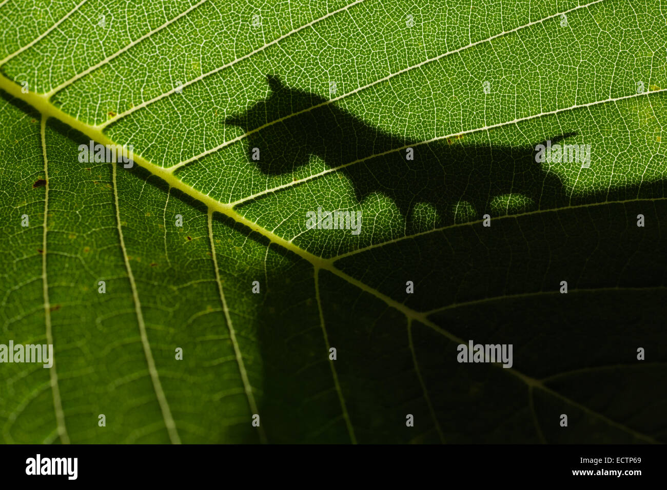 Sphinx de l'orme (Ceratomia amyntor) Ombre de 4ème stade larve sur la feuille de l'orme. Banque D'Images