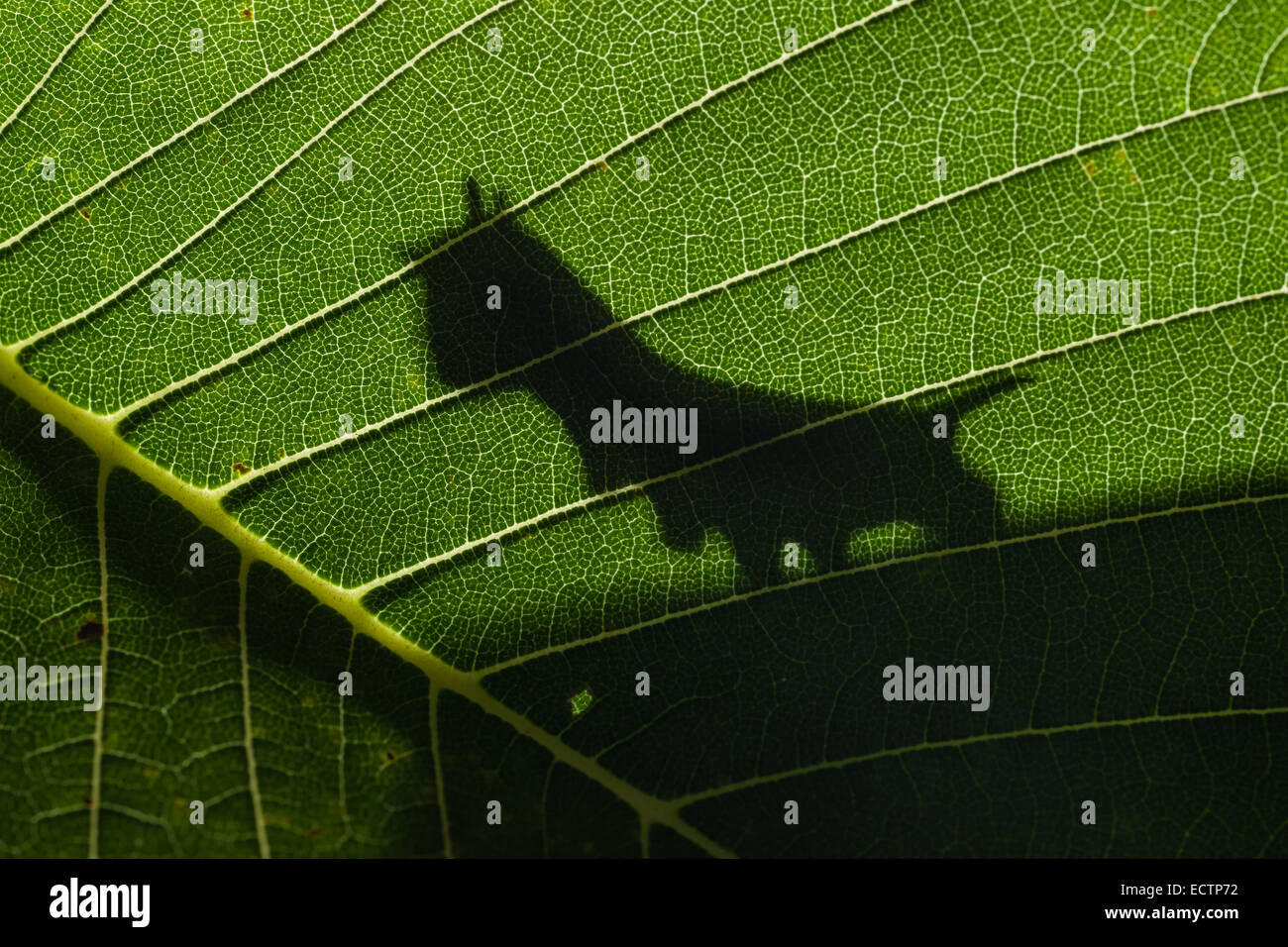 Sphinx de l'orme (Ceratomia amyntor) Ombre de 4ème stade larve sur la feuille de l'orme. Banque D'Images