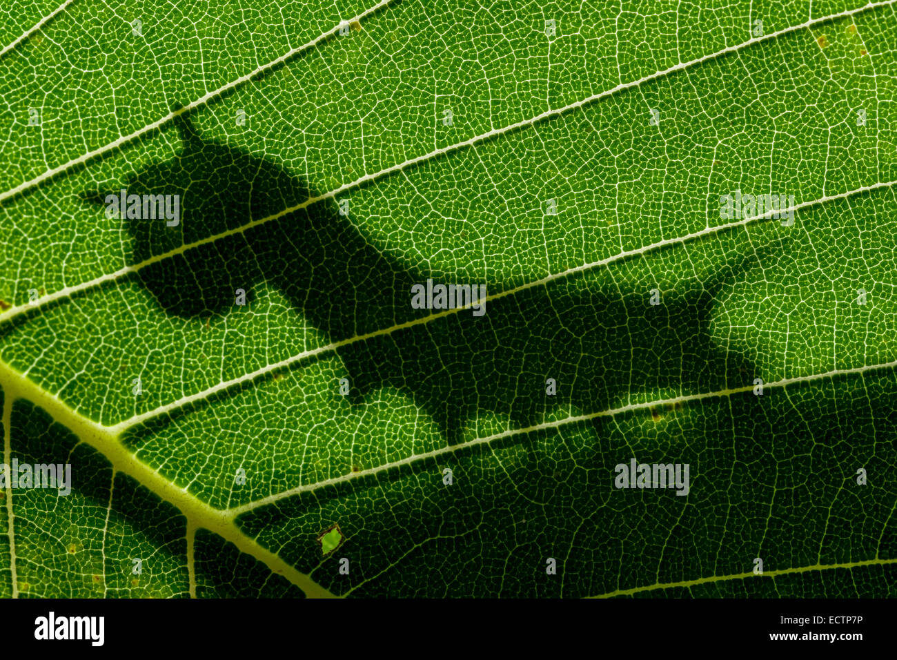 Sphinx de l'orme (Ceratomia amyntor) Ombre de 4ème stade larve sur la feuille de l'orme. Banque D'Images