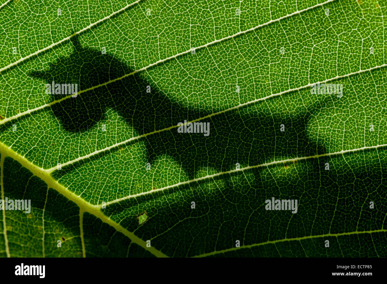 Sphinx de l'orme (Ceratomia amyntor) Ombre de 4ème stade larve sur la feuille de l'orme. Banque D'Images
