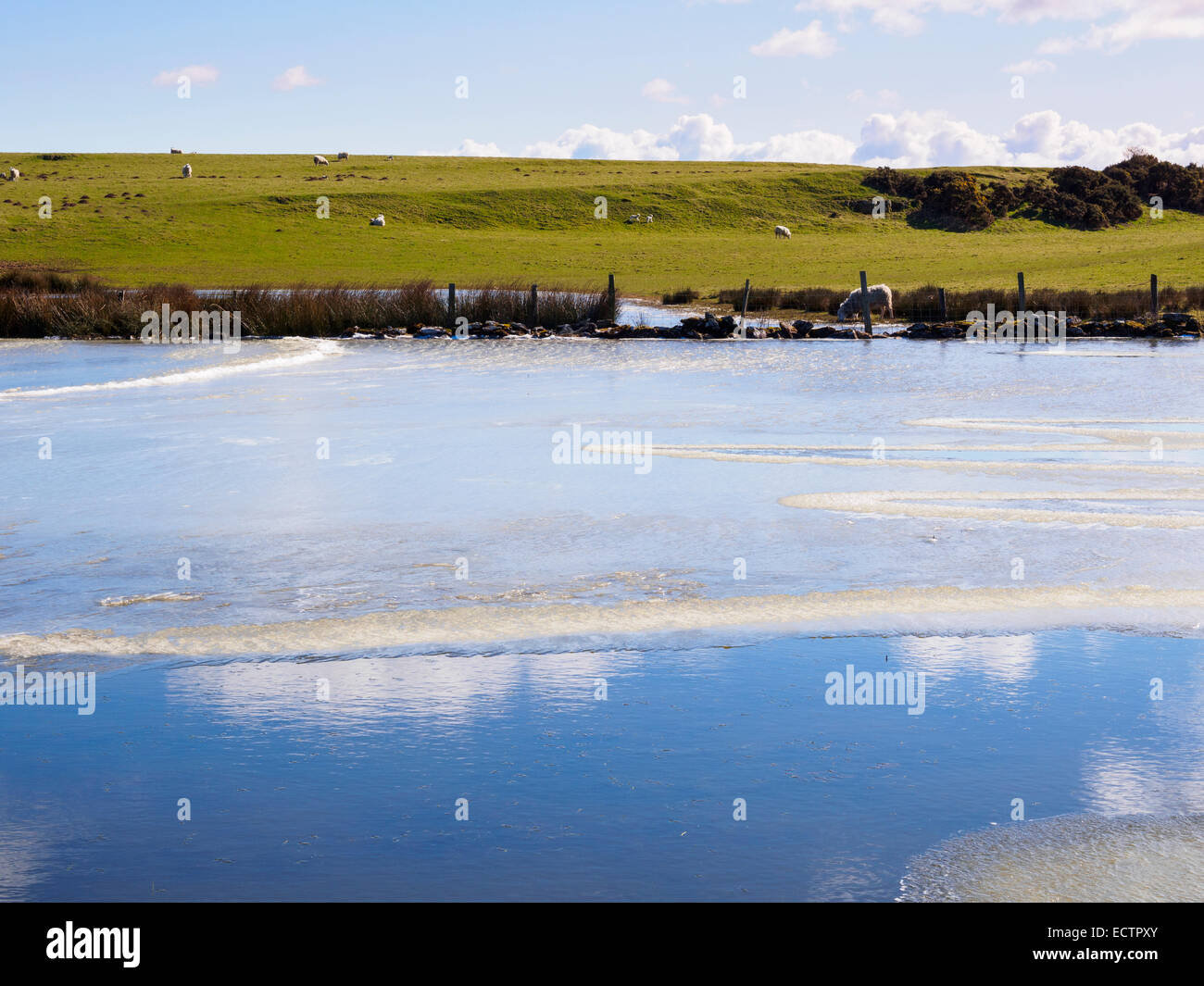 Les terres agricoles inondées avec une grande flaque d'eau gelée et les brebis avec des agneaux. Ile d'Anglesey, dans le Nord du Pays de Galles, Royaume-Uni, Angleterre Banque D'Images