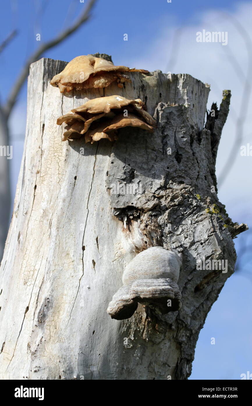 Polypore champignons sur tronc mort et jour bleu Banque D'Images