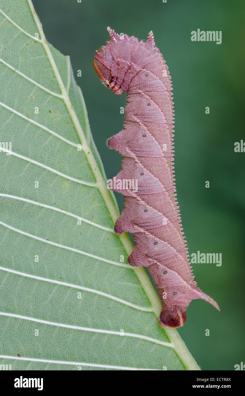 Sphinx de l'orme (Ceratomia amyntor) larve sur Elm. Remarque l'incroyable ressemblance de la chenille et les marquages des feuilles et des veines. Banque D'Images