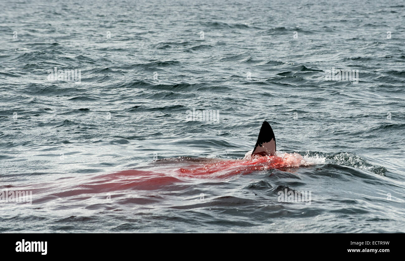 Fin d'un grand requin blanc (Carcharodon carcharias) dans le sang. Le grand requin blanc mange la proie dans l'eau. Banque D'Images