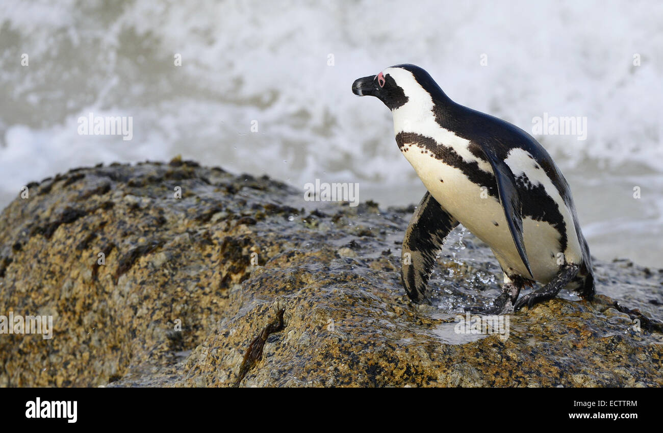 Portrait of African (Spheniscus demersus) au Boulder Banque D'Images