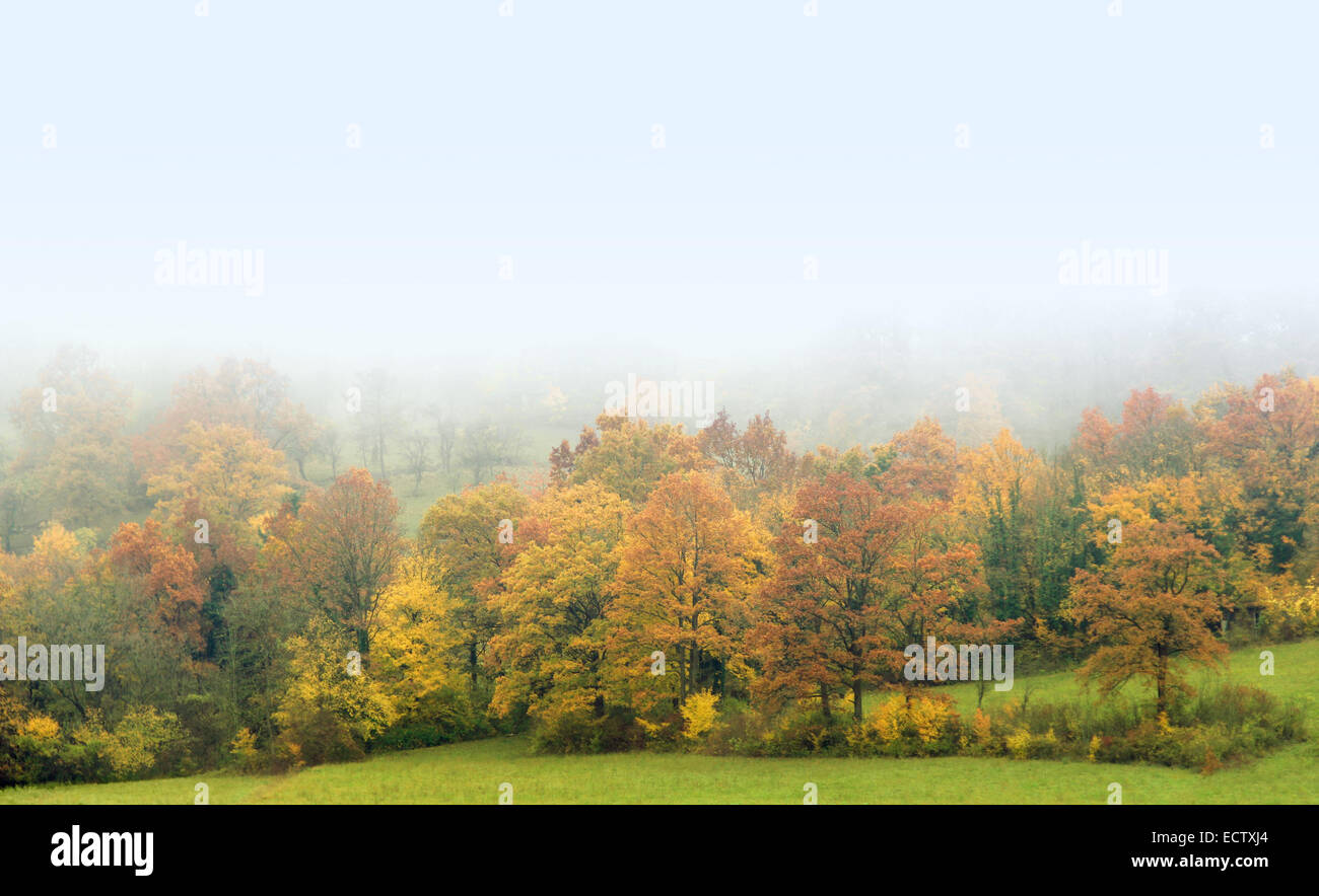 Décor de l'automne brumeux y compris une forêt dans le sud de l'Allemagne Banque D'Images