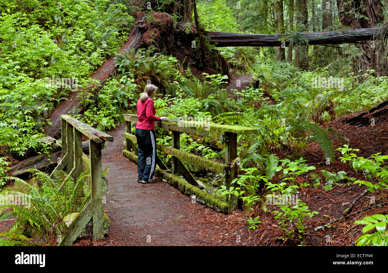 CA02566-00...CALIFORNIE - Pont sur Webb Creek sur le sentier abrupt ravin à Mount Tamalpais State Park. Banque D'Images