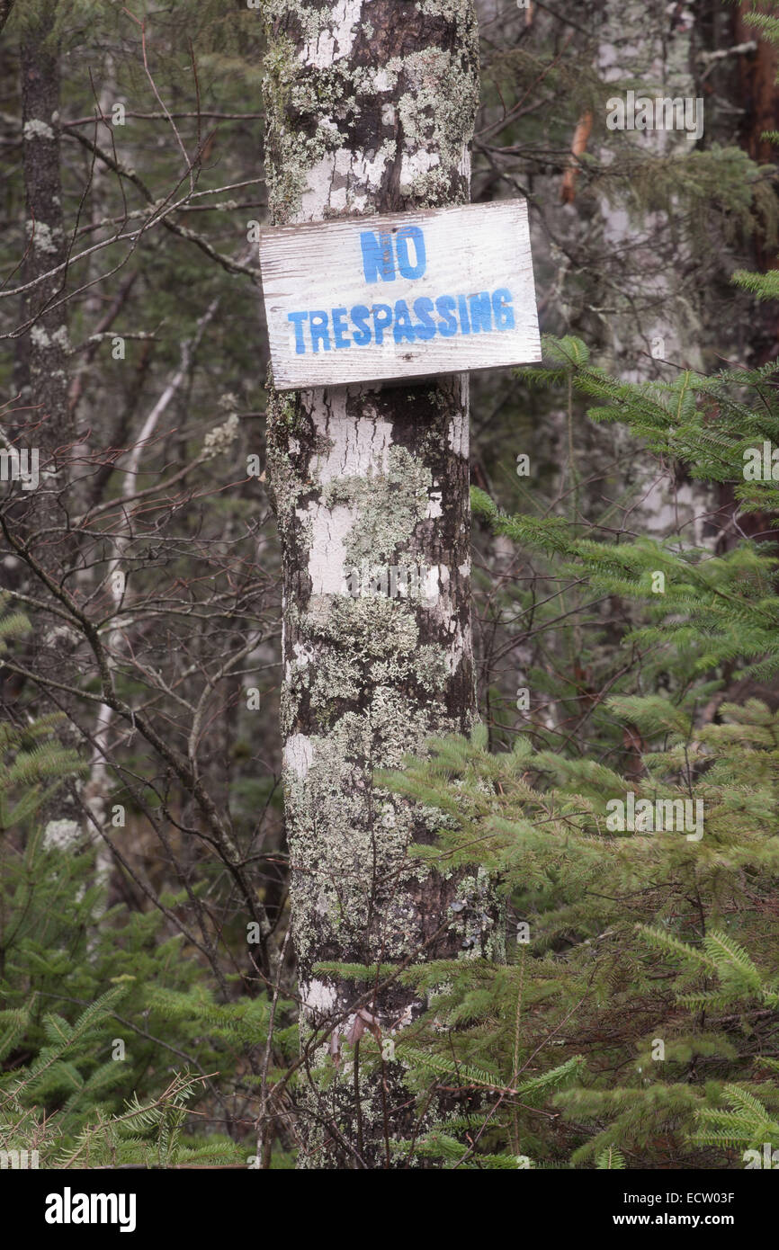 Aucun signe d'intrusion sur l'arbre en zone boisée. Banque D'Images