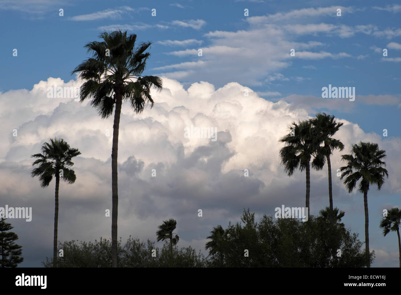 Les Palmiers semblent adorer les nuages flottant dans le ciel bleu. Banque D'Images