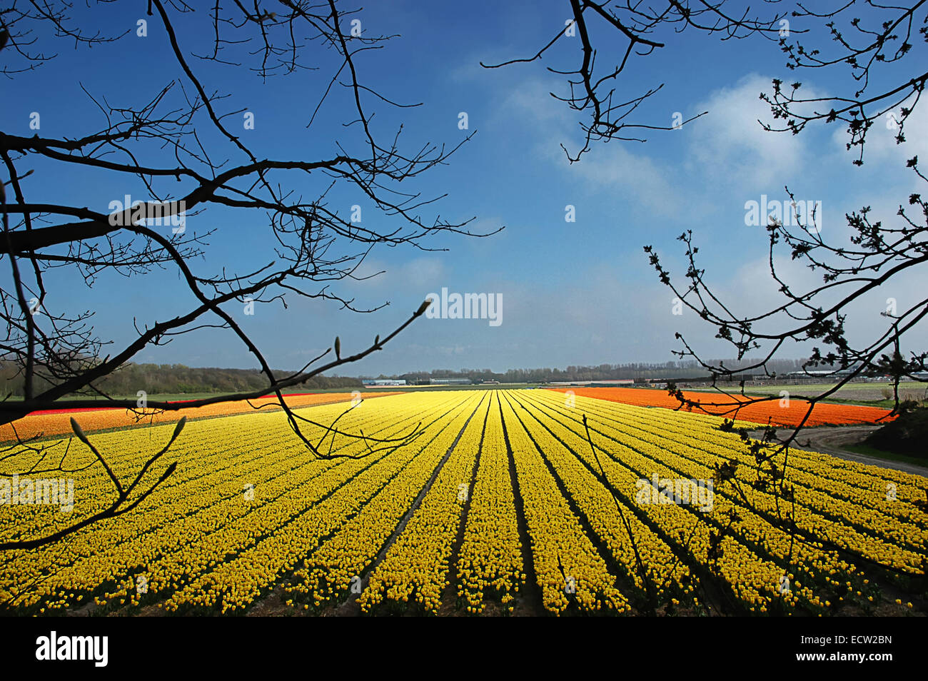 Domaine de tulipes jaunes qui s'étendent à l'horizon. Banque D'Images
