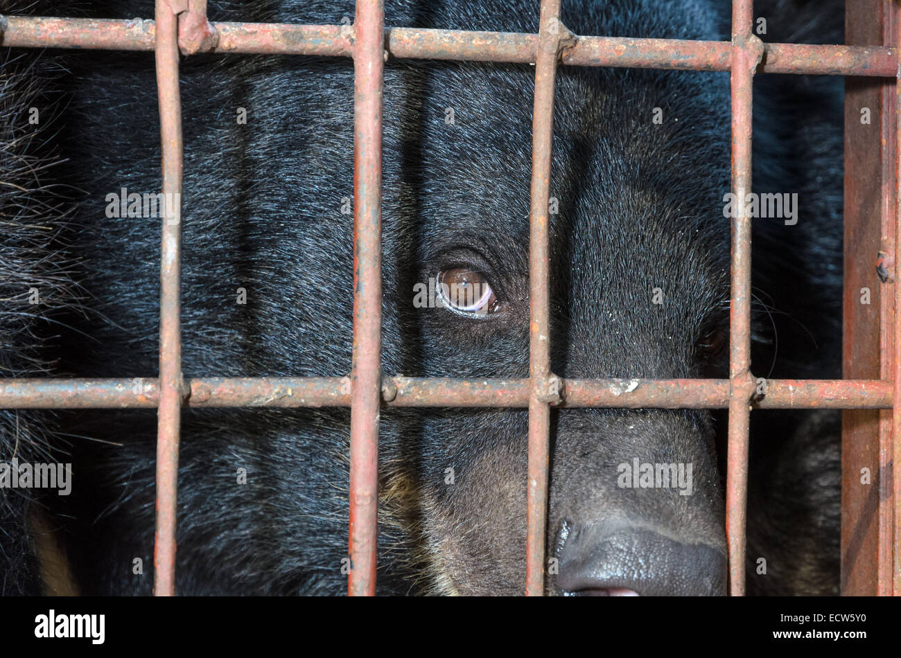 Ours noir d'Asie (Ursus thibetanus) sont malheureux en cage. Le problème de commerce illicite d'espèces sauvages Banque D'Images