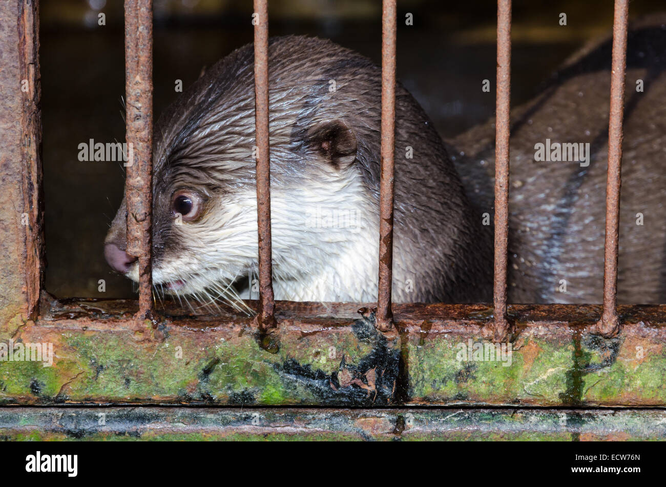Cendrées Oriental Otter ( Aonyx cinerea ) dans une cage. Le problème de commerce illicite d'espèces sauvages Banque D'Images