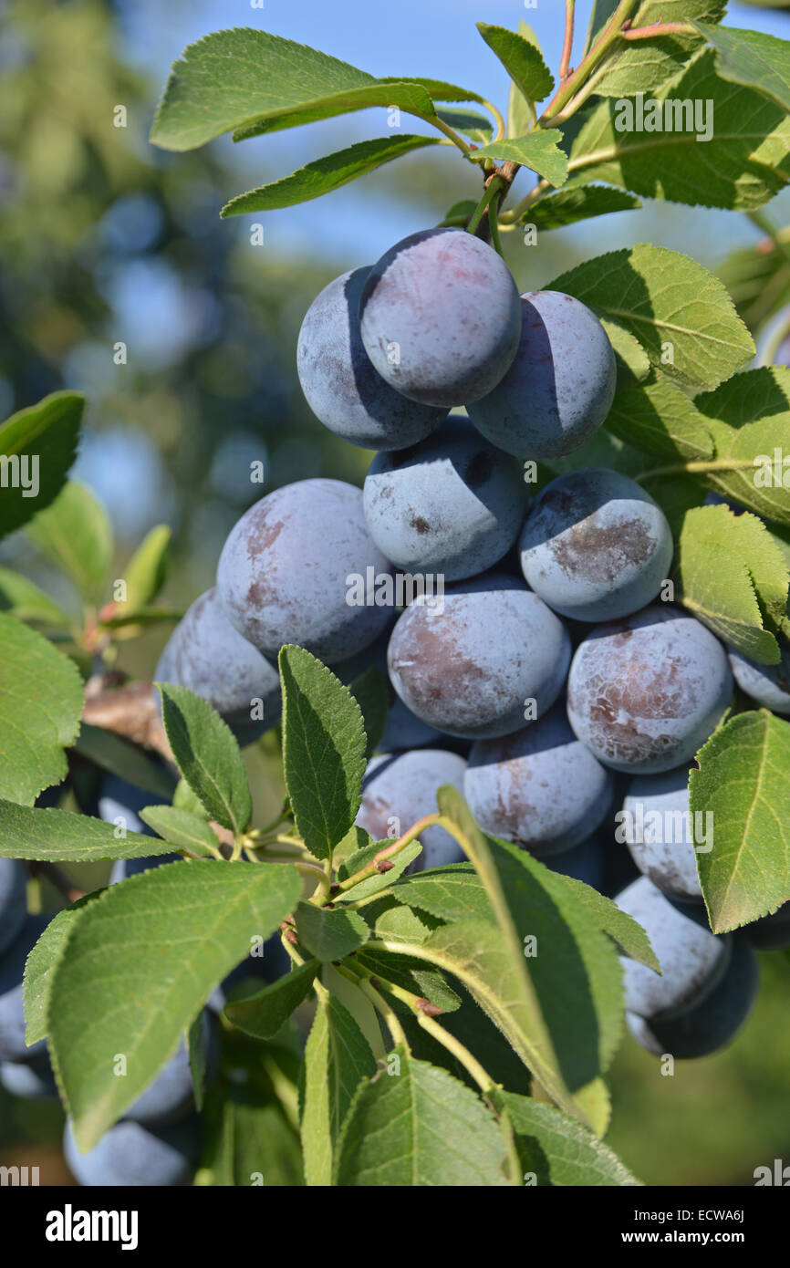 Groupe de bleu (violet) se branche sur les prunes mûres. C'est un Prunus domestica subsp. insititia. Banque D'Images