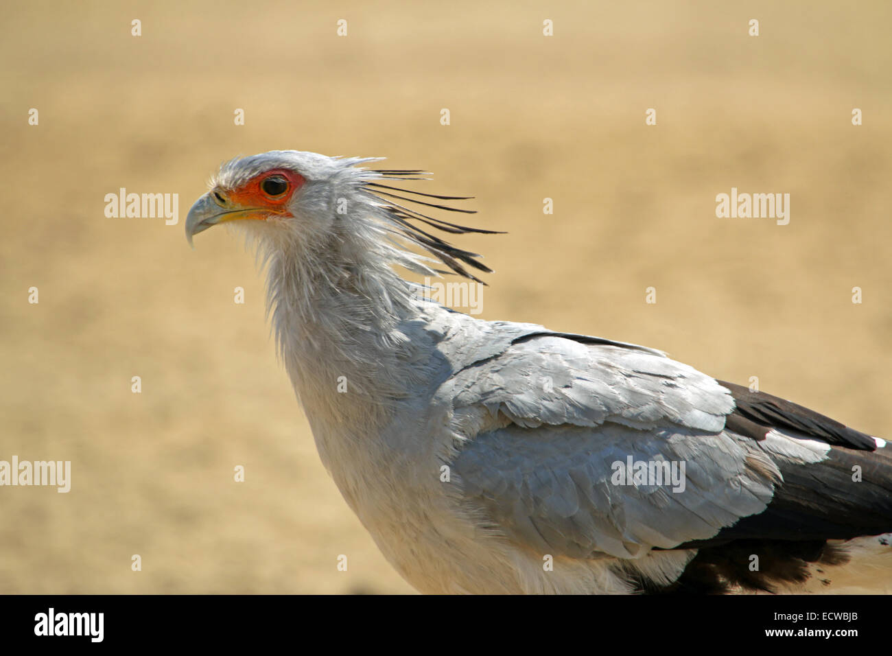 Portrait d'une tête d'oiseau à crête secrétaire avec plumes Kgalagadi Transfrontier National Park Afrique du Sud Banque D'Images