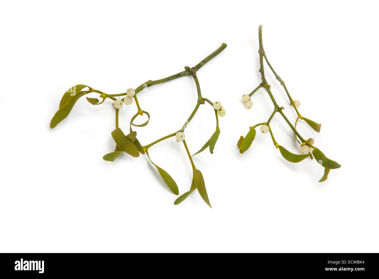 Bouquet de gui isolated on a white background studio. Banque D'Images