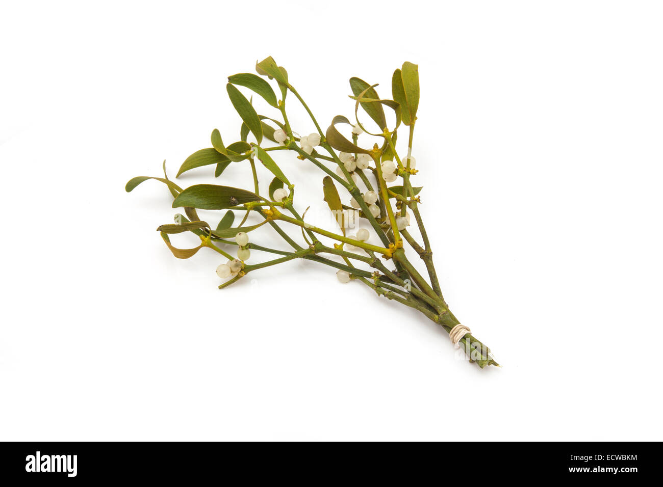 Bouquet de gui isolated on a white background studio. Banque D'Images