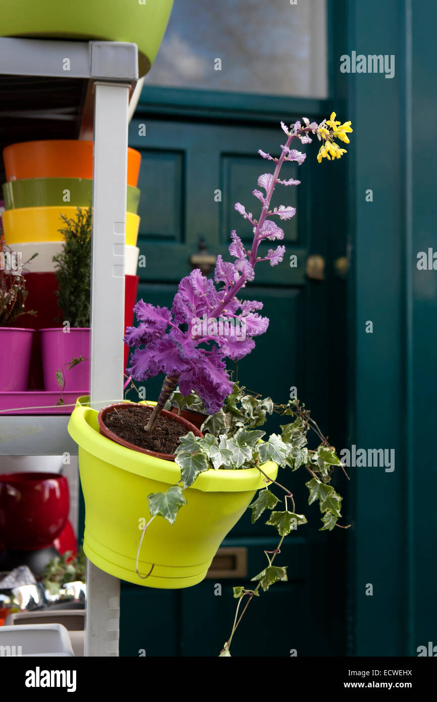 Une image de fleur de Kale en pot jaune Banque D'Images