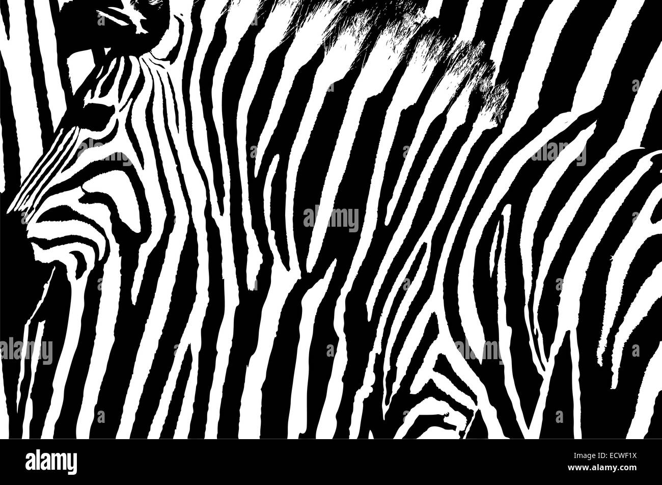 Conception graphique avec zebra animal mixés à elle-même pour créer un motif abstrait. Banque D'Images