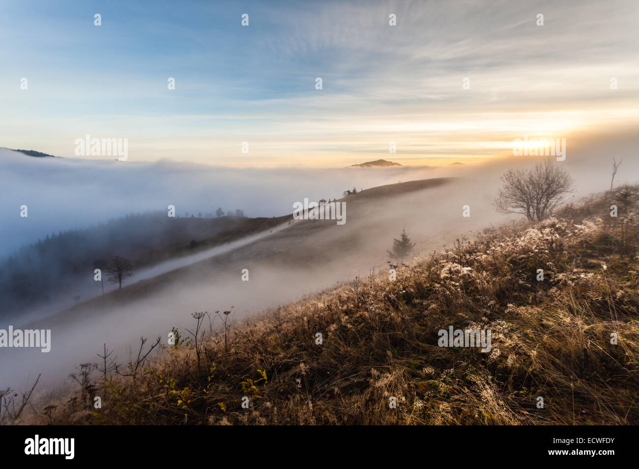 La végétation de montagne d'été et inhabituellement modeste de belles couleurs fleurit à l'automne, avant que le temps froid. Banque D'Images