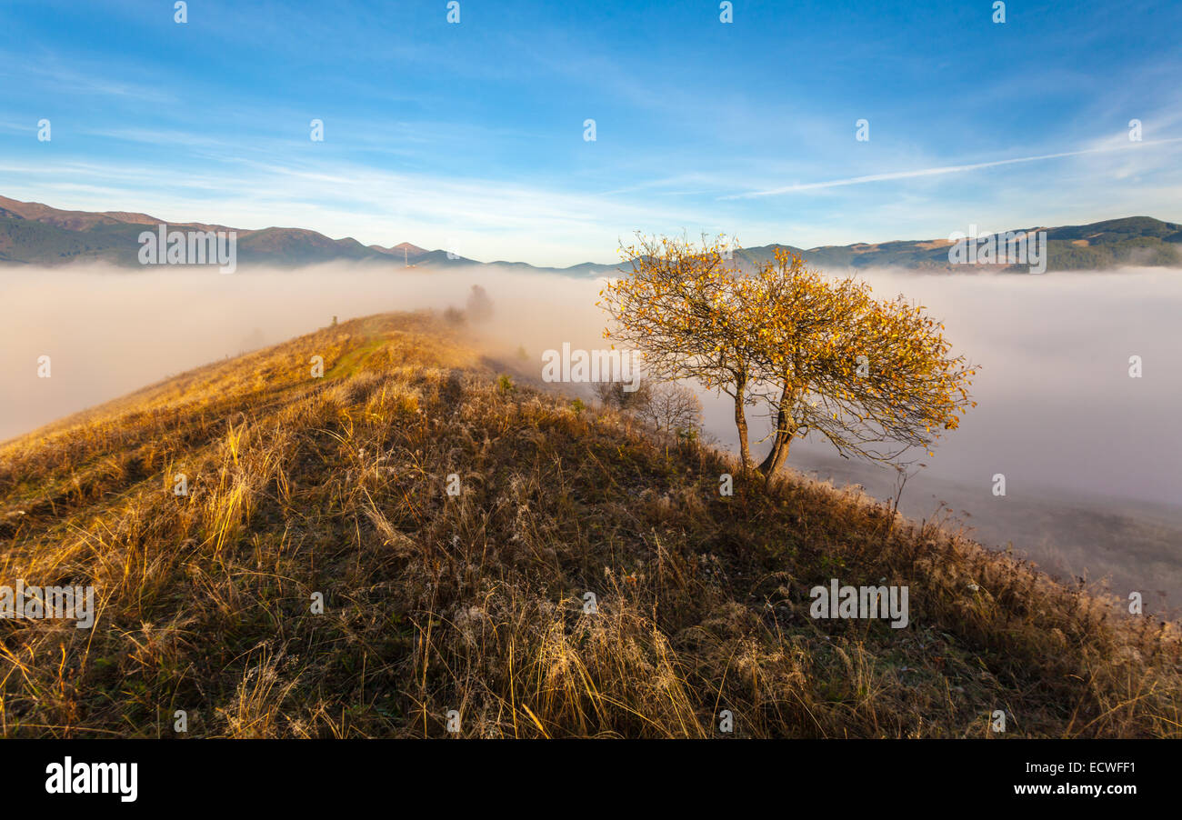 La végétation de montagne d'été et inhabituellement modeste de belles couleurs fleurit à l'automne, avant que le temps froid. Banque D'Images